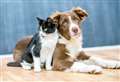 The most popular dog and cat names – by breed – revealed